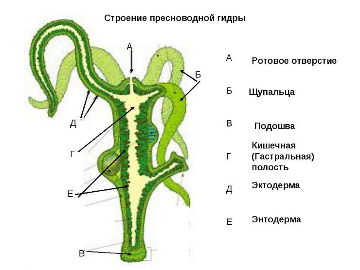 Кракен шоп зеркало